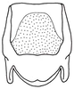 Euschmidtia viridifasciata Descamps, 1973: Fig. 20. ectophallus, dorsal view. (Otu).