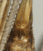 CollectionObject 1535945; b2a1736c-bd4a-41eb-9b8f-8ab8ca51da67: female subgenital plate (paralectotype). (CollectionObject).