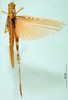 CollectionObject 1502152; 4257a9b8-6282-4edf-aea3-7cdf5d552462: male, dorsal view, paralectotype. (CollectionObject).
