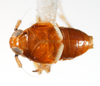 Habitus, dorsal view: !! display not done !! on Pissonotus binotatus Spooner, 1912: (Observation).