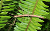 CollectionObject 1597627; fdd90b74-2b40-4d43-9706-b154a0375605: copyright Paul D. Brock. female in nature, dorsal view (holotype). (CollectionObject).