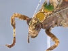CollectionObject 1593123; 16a10428-5006-4257-9bcd-6119f1226240: male head and pronotum, dorso-frontal view. (CollectionObject).
