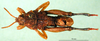 CollectionObject 1501164; 98b5bbe0-b304-4aa7-98b2-2e2c84b42edf, DORSA BA000829S01: male, dorsal view (holotype). (CollectionObject).