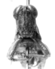 CollectionObject 1524818; 3700c52e-640c-400e-999d-05e38bd23156: male, frontal view (lectotype). (CollectionObject).