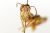 CollectionObject 1521348; e3088e4b-931f-4bd1-a4d1-823aae667e05: male, frontal view (holotype). (CollectionObject).