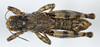 CollectionObject 1527171; 6d378830-e002-4128-b7a7-2a3fd47c9604: male, dorsal view (holotype). (CollectionObject).