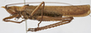 CollectionObject 1539575; d056269b-f56c-4b65-9fc1-d1fef7365223: male, lateral view (syntype). (CollectionObject).