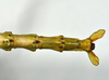 CollectionObject 1556960; 19b0694b-25c8-4afa-af0d-8ab59ee24aea: copyright MONZ, Wellington. female of synonym Acanthoxyla huttoni: end of abdomen, dorsal view (holotype). (CollectionObject).