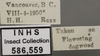 Other on Edwardsiana commissuralis (Stål, 1858): Labels. Labels for the specimen used for the dorsal, lateral and face images. (Observation).