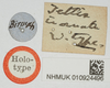 CollectionObject 1518014; 2c6b1f49-fd53-4ace-9b3a-bf172923fc79, NHMUK010924496: labels (holotype). (CollectionObject).