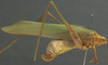 CollectionObject 1505670; 80b19f7b-2234-441b-b5cf-4b8ef106fc6d: female, lateral view (syntype). (CollectionObject).
