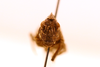 CollectionObject 1589325; e9b19e95-affe-47c2-94b3-0b720cb85737: female, frontal view (holotype). (CollectionObject).