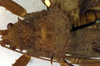 CollectionObject 1500340; 1bddc9bd-baaf-48f9-b714-5ad9d0eaca3e: female pronotum, dorsal view (lectotype). (CollectionObject).