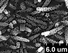 Brochosomes: !! display not done !! on Oncometopia (Oncometopia) orbona (Fabricius, 1798): OM156 | U.S.A., Missouri, Greenwood, VII | INHS. (Observation).