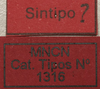 CollectionObject 1535938; ce3eb6ac-4cc0-492d-8d20-16df82832308: labels (syntype). (CollectionObject).