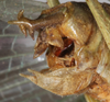 CollectionObject 1532123; NMW 7251, 6caafc8d-56bd-44ad-aed9-ee52b3bb9012: male abdomen tip, lateral view (syntype). (CollectionObject).