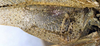 CollectionObject 1516843; 7afc90fe-5988-4104-a507-519a60e29f1c: male, base of left tegmen (holotype). (CollectionObject).