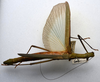 CollectionObject 1584620; 1c5db54f-39ce-41f7-9841-a49c358f4206: (CollectionObject).