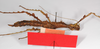 CollectionObject 1560187; bbf0eec0-df23-4504-bde4-086d82f5abdd: copyright ZMB, Berlin. female, ventral view (holotype). (CollectionObject).