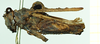 CollectionObject 1585753; 45ed60c5-c47a-475f-a777-9b22e97eda0a: female, lateral view (syntype). (CollectionObject).