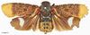 Habitus, dorsal view: !! display not done !! on Zeunasa irrorata (Blanchard, 1846): (Observation).