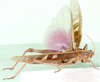 Ornithacris cyanea cyanea (Stoll, 1813): dorsal view (Acridium orientalis). (Otu).