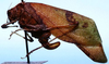 CollectionObject 1522559; 08792e8b-47ef-48a8-8af8-d7dfcd43ed45: female, lateral view (holotype). (CollectionObject).
