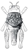 Crypsicerus cubicus Saussure, 1888: Fig. 5. male, dorsal view. (Otu).