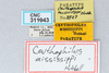CollectionObject 2738328; 734eff2c-9d8d-4c59-a1cc-1a38998adb0d, CNCI 311943: Ceuthophilus mississippi. label. (CollectionObject).