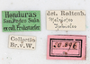 CollectionObject 1559830; NMW 233, 55a72bb1-ca7b-4d5d-a980-465311a8a6ab: copyright, NMW Vienna. female, data labels (lectotype). (CollectionObject).