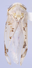Habitus, dorsal view: (Observation).