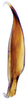 Aedeagus, lateral view: (Observation).
