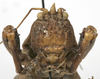 CollectionObject 1539585; c7d04dad-6ed2-4b34-b64c-a98c4bd4c618: male nymph face (syntype). (CollectionObject).