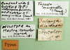 CollectionObject 1501073; b867695e-74ee-4518-8a32-a1fdd3300ca0: labels (holotype of Tagasta concolor). (CollectionObject).