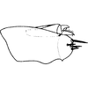 Pygofer, lateral view: !! display not done !! on Nephotettix cincticeps (Uhler, 1896): Pygofer, lateral view. (Observation).