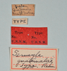 CollectionObject 1561472; f0bbf3ef-577e-47ff-9da4-6aad183923fe: copyright USNM, Washington. (CollectionObject).
