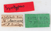 CollectionObject 1561480; 75e3de03-9f05-4be1-b4c7-e8a173e8faf7: copyright MHNG Geneva. male, data labels (syntype). (CollectionObject).
