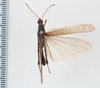 CollectionObject 1506821; c350f19f-9c01-48eb-a91a-e433681a92d8: male, dorsal view (lectotype). (CollectionObject).