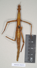 CollectionObject 1556963; NHMUK(SF IMPORT DUPLICATE) 844979, 21ecc34b-5109-4b8f-8ff1-7fa4edf2da11: copyright Natural History Museum, London. female of Acanthoderus prasinus (holotype). (CollectionObject).