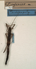 CollectionObject 1560925; NMW 891, 27c2b273-e0df-4559-859a-cac65863c94f: copyright NMW, Vienna. female (holotype). (CollectionObject).