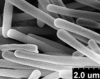 Brochosomes: AG200 | Trinidad, W. I., Maracas | 5/16/1961 | N. Gopaul | USNM, on loan from NCSU. (Observation).
