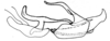 Spathalium liebermanni Ronderos, 1972: Fig. 33. cingulum and endophallus, lateral view. (Otu).