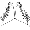 Subgenital plate, ventral view on Conoscelis remanei Abdul-Nour, 1988: Subgenital plate. (Observation).