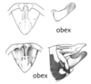Melanoplus obex Otte, 2012: male genitalia. (Otu).