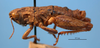 CollectionObject 1513185; 959f5e4d-f755-4f1f-b88b-a64dc265b04e, MLP3778/1: male, lateral view (paratype of Moluchacris bufo). (CollectionObject).
