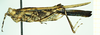 CollectionObject 1585784; 9fff5aea-b70e-4b8c-ae62-9b8c0bd0b6d6: female, lateral view (syntype). (CollectionObject).