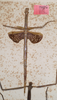 CollectionObject 1558207; MVMA T-13886, f81ef150-e846-4c69-bed7-16fa39ff323b: copyright MVMA, Melbourne. female of Phasma (Diura) briareus (holotype). (CollectionObject).