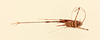 CollectionObject 1520562; 6db271fe-2d84-45e5-a71d-5c945753dc64, NHMUK012496527: female, dorsal view (holotype). (CollectionObject).