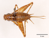 CollectionObject 1523708; c178c294-ee21-41d2-8f00-905cad2ac003, ANSP1093: female, dorsal view (holotype). (CollectionObject).