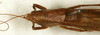 male, dorsal view (syntype). Depicts CollectionObject 1573743; 1cba17a3-d796-4994-8dee-590905c69c1d, a CollectionObject.
